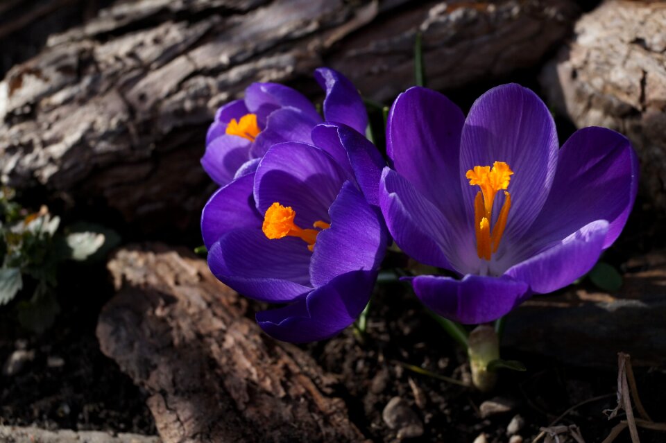 Spring blossom bloom