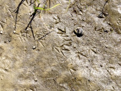 Charadrius dubius tracks