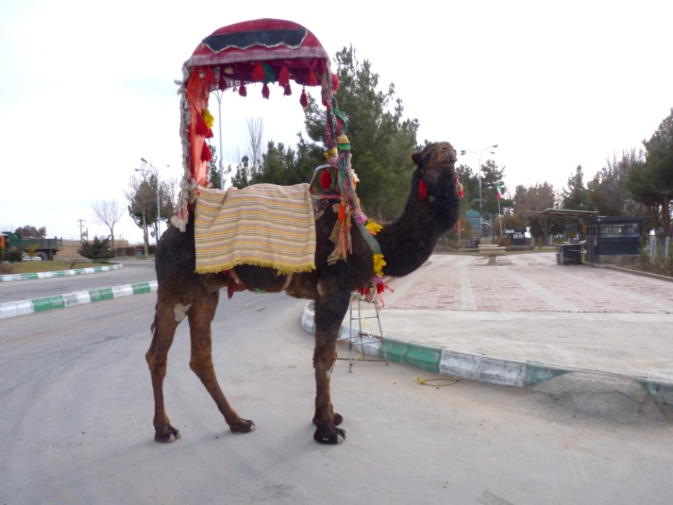 Brown Camel in Nishapur