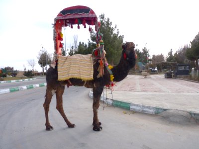 Brown Camel in Nishapur