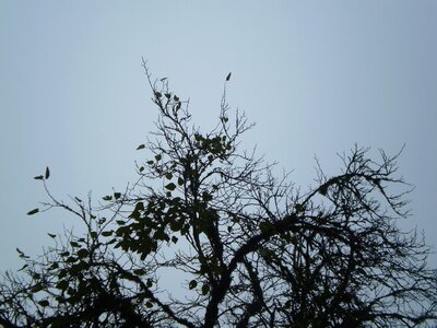 Tree without leaves silhouette of tree