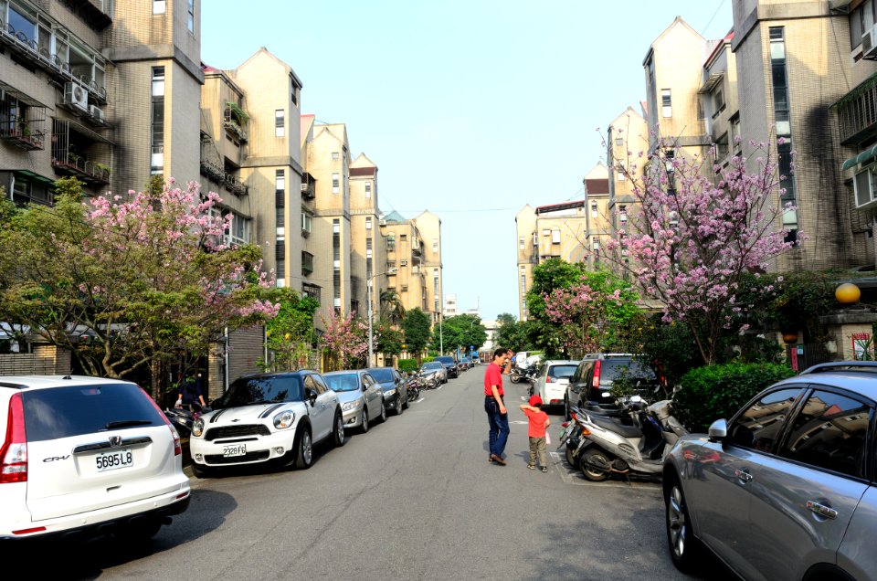 Cherry Blossom in Alley 6, Lane 325, Jiankang Road, Taipei 20160405a
