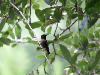 Hummingbird tree green photo