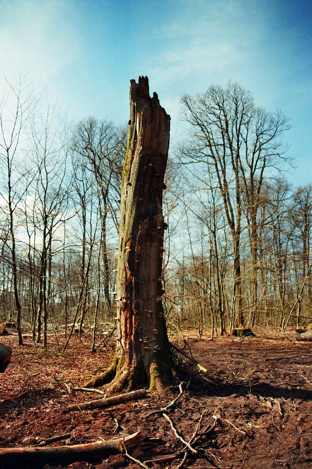 Buchholzer Forst Dead Fagus sylvatica 2