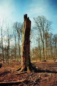 Buchholzer Forst Dead Fagus sylvatica 2