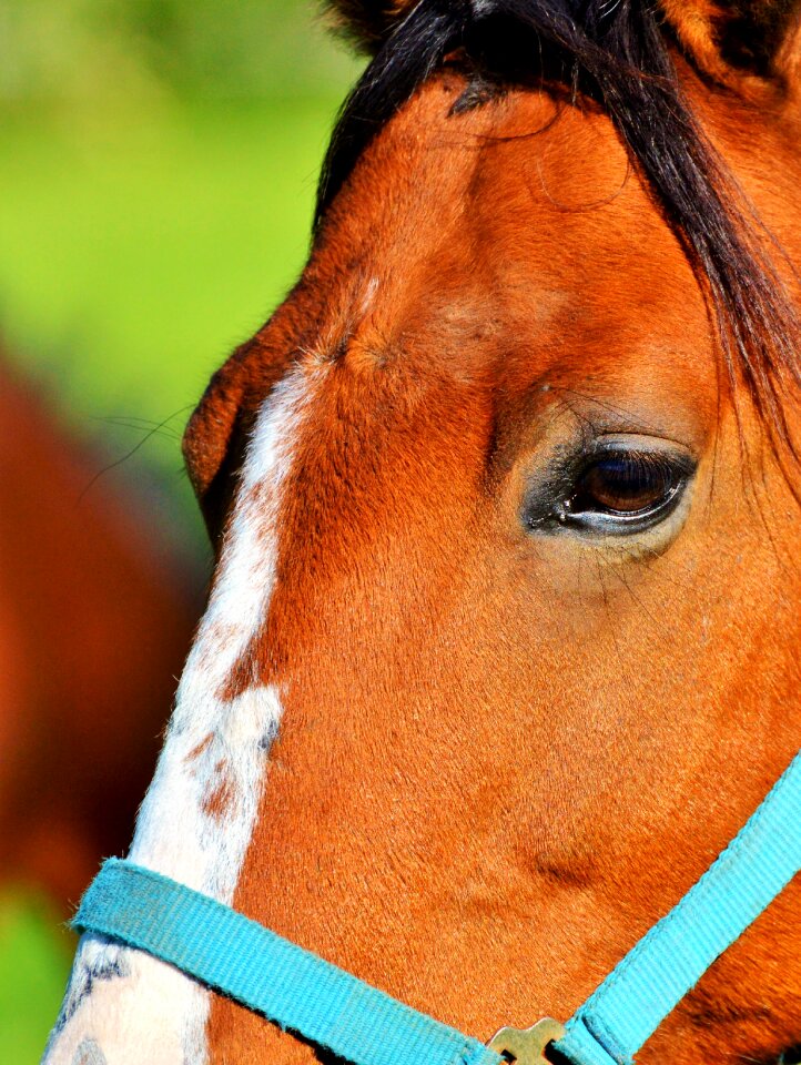 Equestrian coupling animal