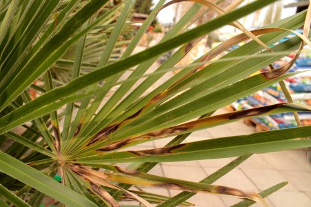 Chamaerops humilis 10946