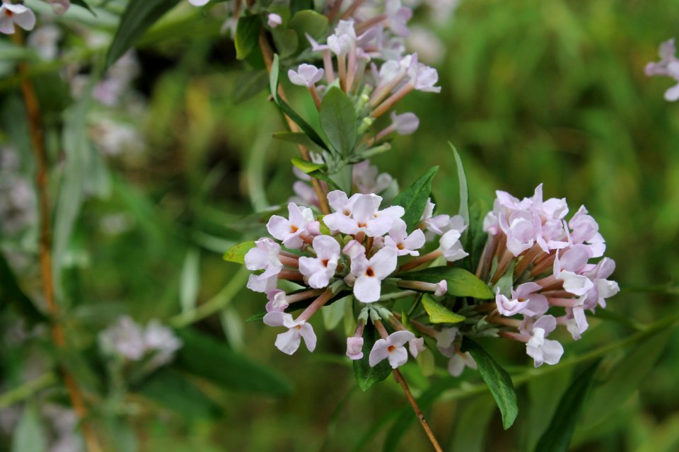Buddleja alternifolia 3738