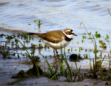 Charadrius dubius Pukhivka4