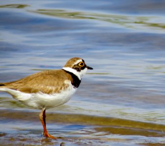 Charadrius dubius Pukhivka5