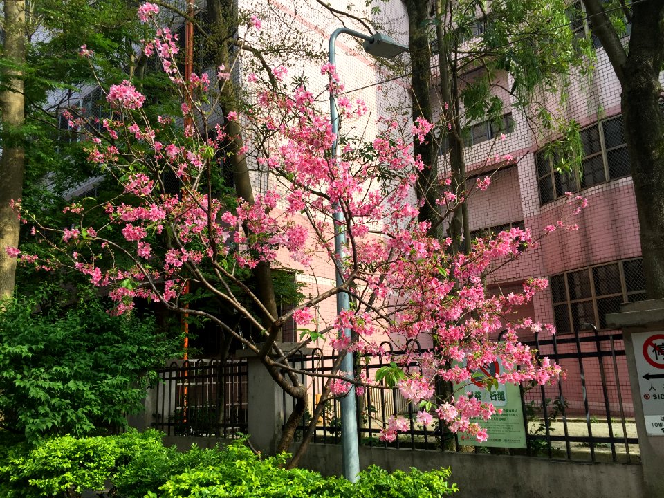 Cherry Blossom in Alley 19, Lane 325, Jiankang Road 20160405a2