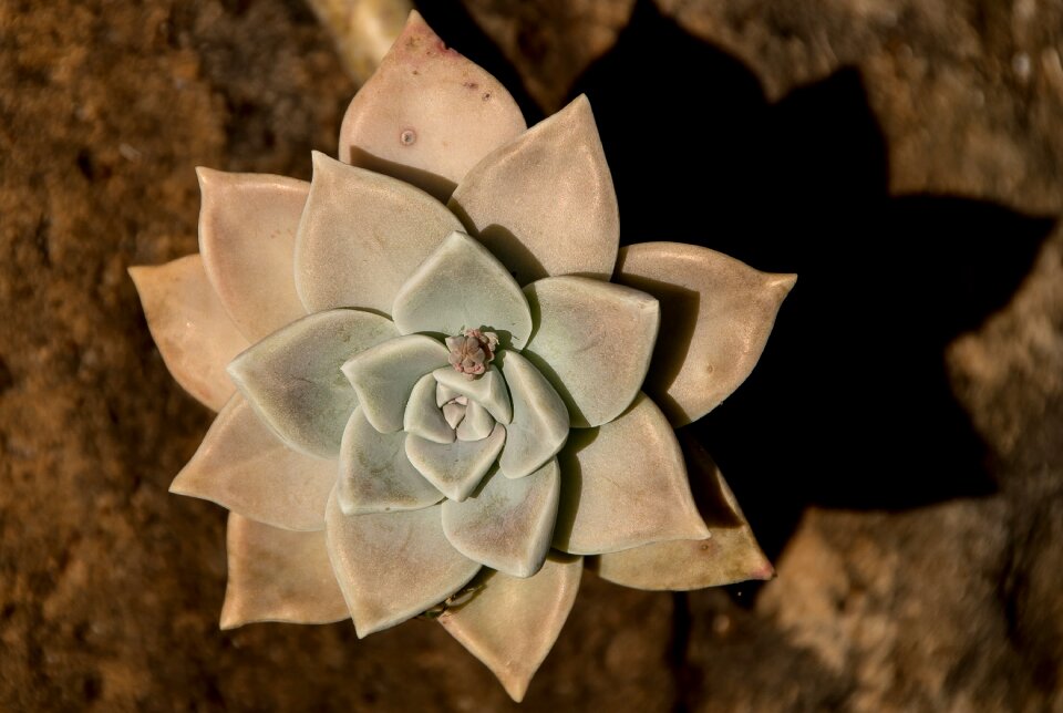 Rosette circle pattern