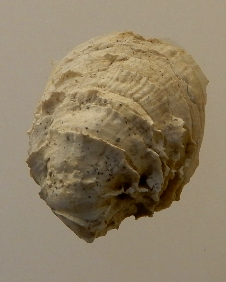 Chama turgidula