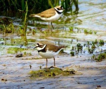 Charadrius dubius Pukhivka3