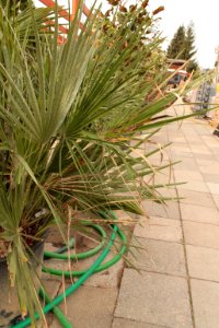 Chamaerops humilis 10945