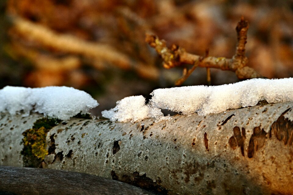 Poplar nature forest