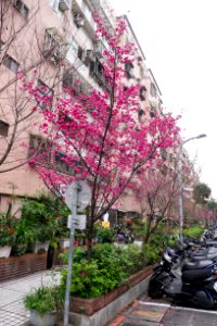 Cherry Blossom in Alley 25, Lane 325, Jiankang Road 20150226a