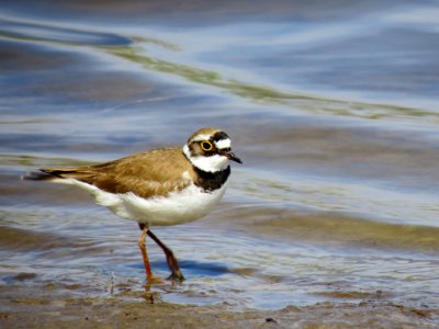 Charadrius dubius Pukhivka6