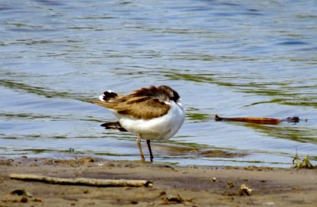 Charadrius dubius Pukhivka1