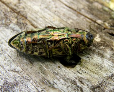 Chalcophora mariana Moshchun1