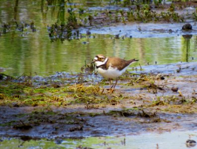 Charadrius dubius Pukhivka2