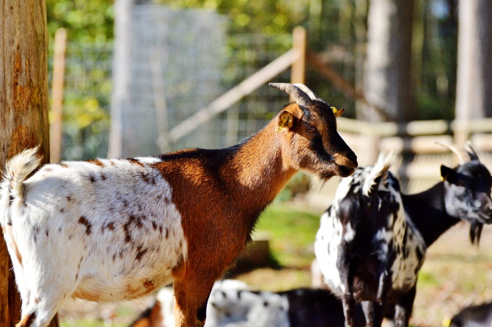 Domestic goat horns goatee