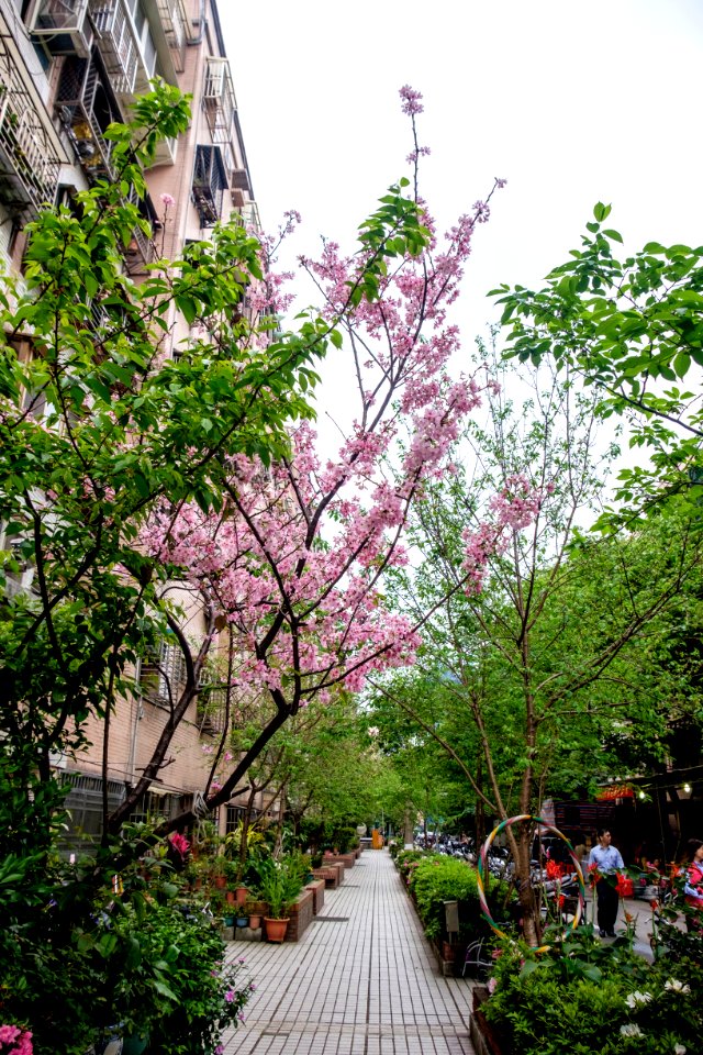 Cherry Blossom in Alley 25, Lane 325, Jiankang Road, Taipei 20150322a