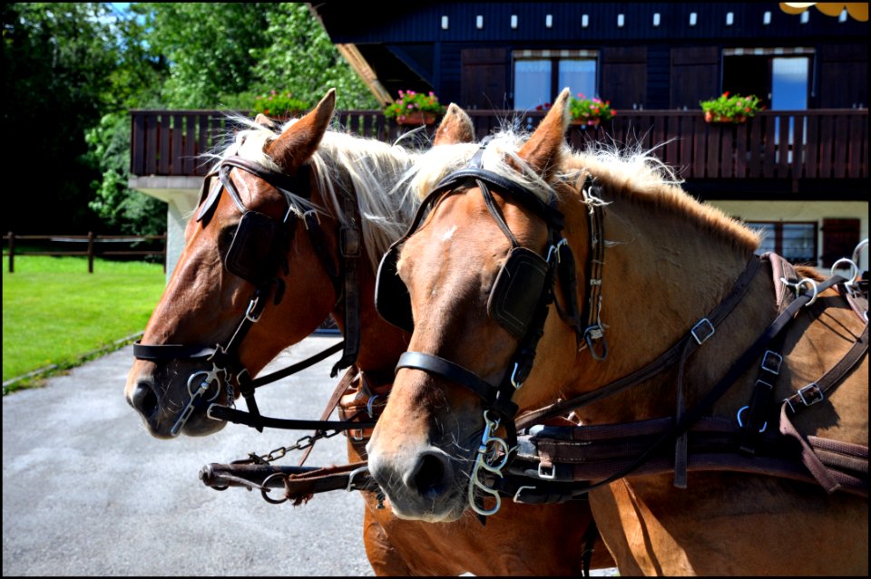 Chevaux d'attelage du Haut-Doubs - F