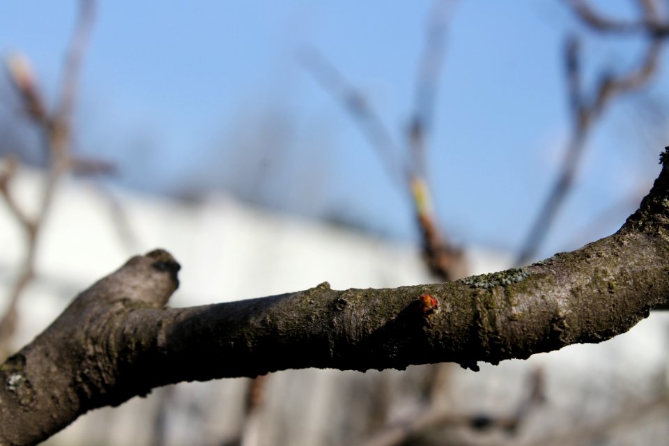 Bud 5786