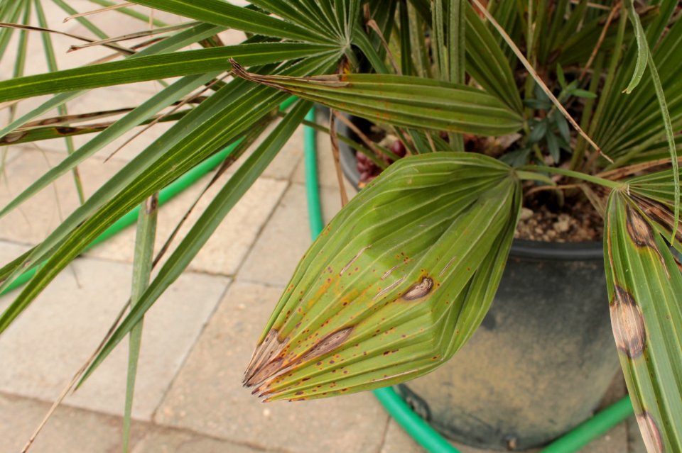 Chamaerops humilis 10952