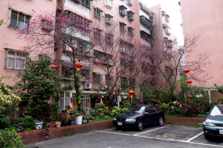 Cherry Blossom in Car Park at Lane 74, Sanmin Road, Taipei 20150226a