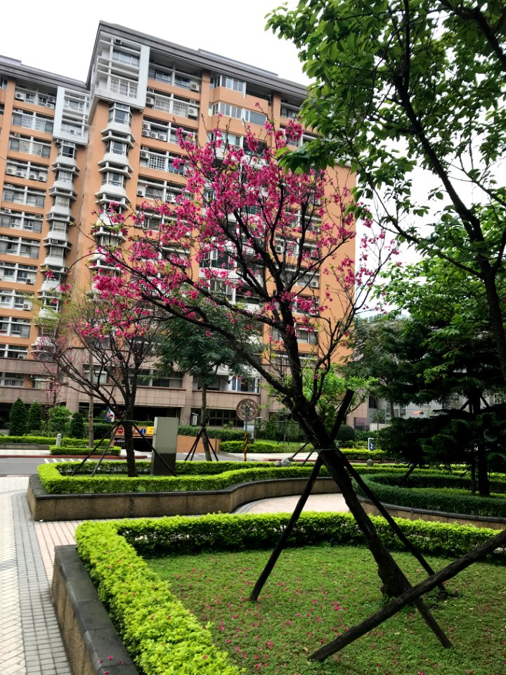 Cherry Blossom in Lane 43, Sanmin Road, Taipei 20180321ia