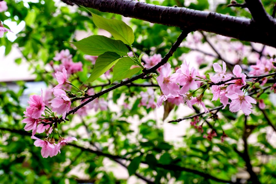 Cherry Blossom Twig in Alley 25, Lane 325, Jiankang Road, Taipei 20150322
