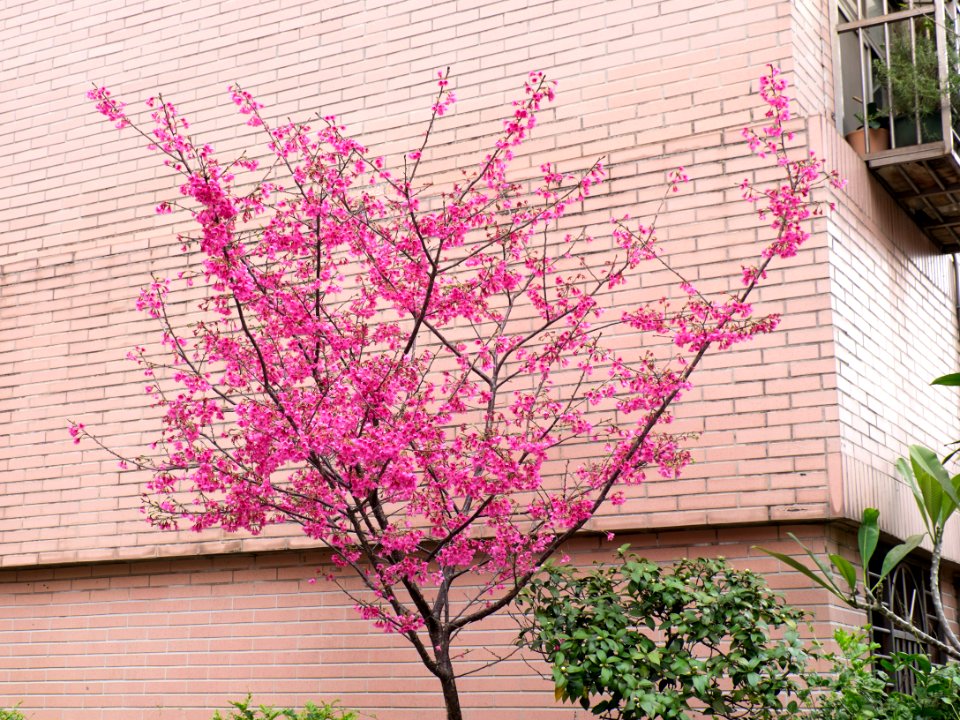 Cherry Blossom in Lane 72, Yanshou Street 20150226b