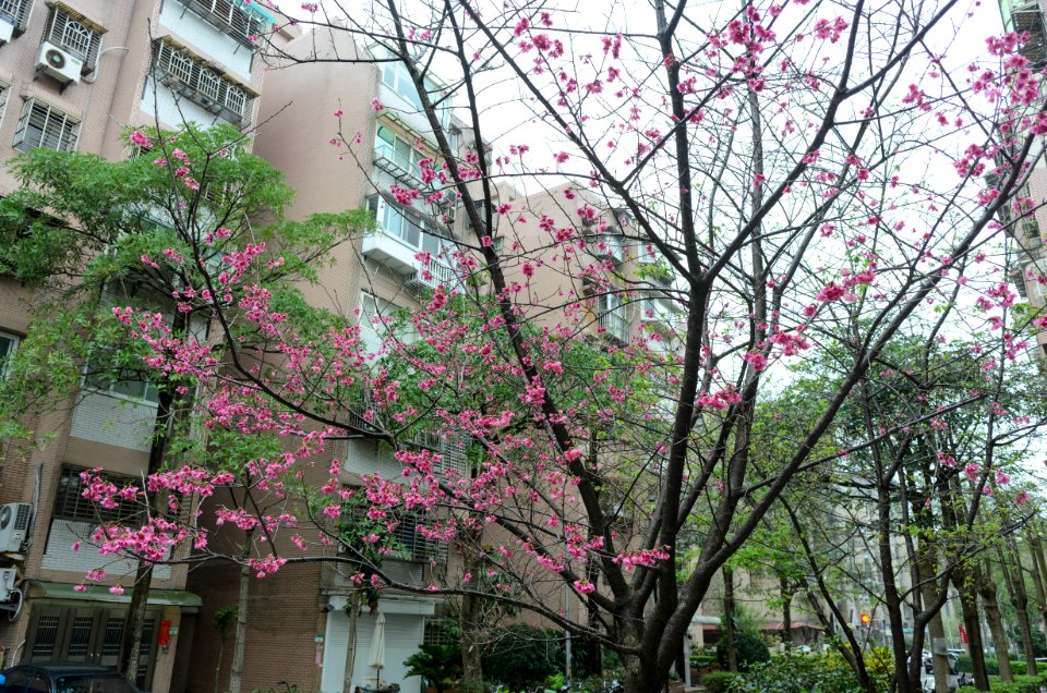 Cherry Blossom in Lane 74, Sanmin Road, Taipei 20170313