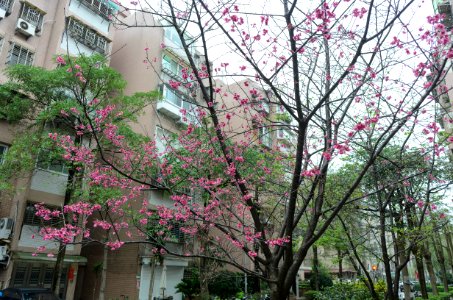 Cherry Blossom in Lane 74, Sanmin Road, Taipei 20170313 photo