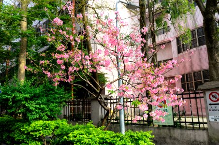 Cherry Blossom in Alley 19, Lane 325, Jiankang Road 20160405a