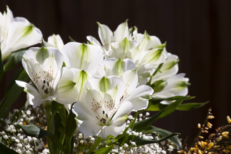 Plant nature flowers