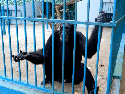 Chimpanzé du zoo de Hann