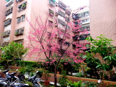 Cherry Blossom in Car Park at Lane 74, Sanmin Road, Taipei 20150226c