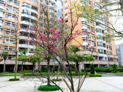 Cherry Blossom in Lane 43, Sanmin Road, Taipei 20170313