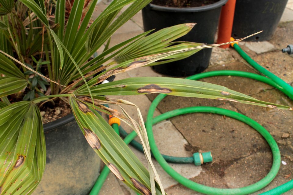 Chamaerops humilis10955