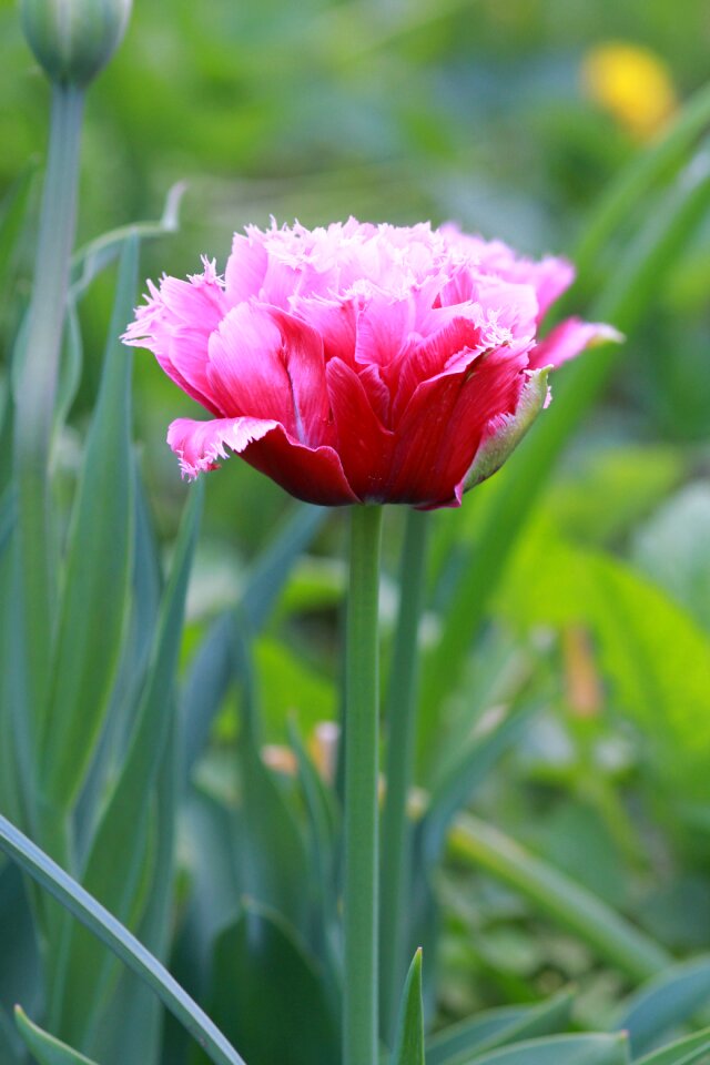 Flower spring flowers handsomely
