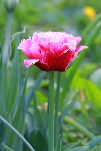 Flower spring flowers handsomely