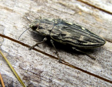 Chalcophora mariana Moshchun2