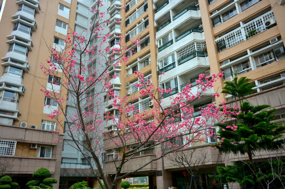 Cherry blossom in Lane 43, Sanmin Road, Taipei 20150217