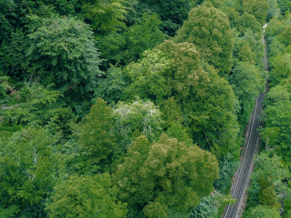 Nature forest road