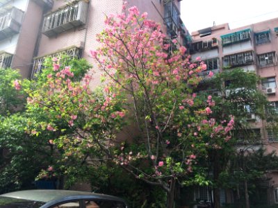 Cherry blossom in Lane 74, Sanmin Road, Taipei 20160405b