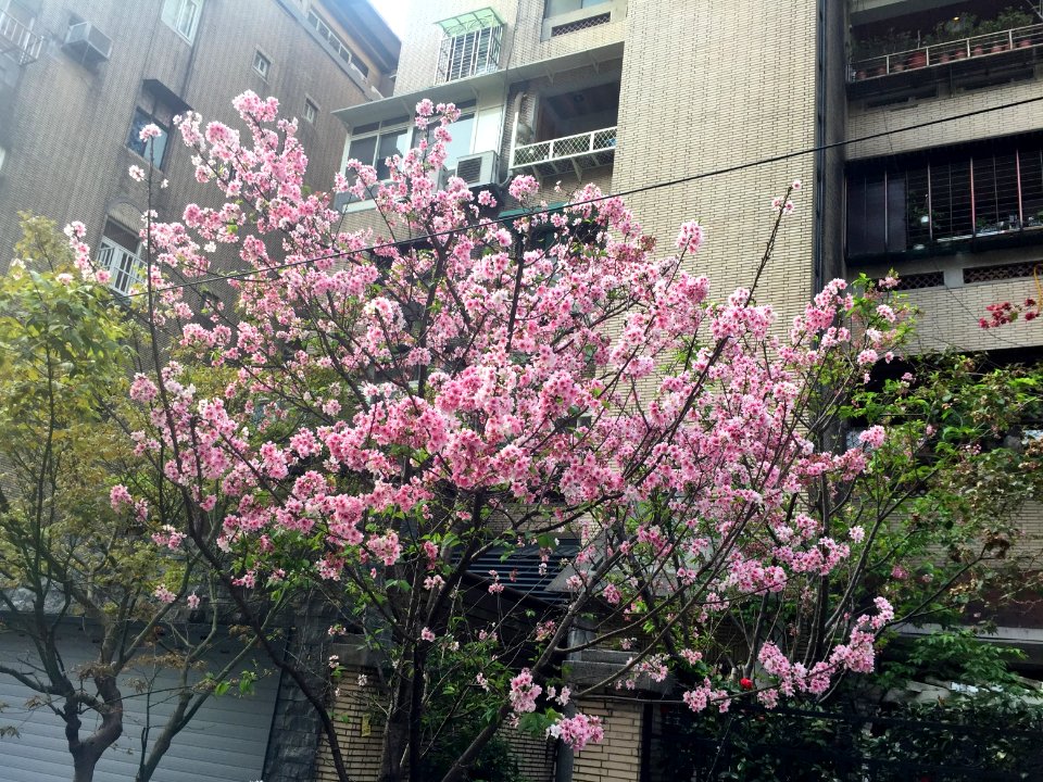 Cherry Blossom in Alley 6, Lane 325, Jiankang Road, Taipei 20160405f