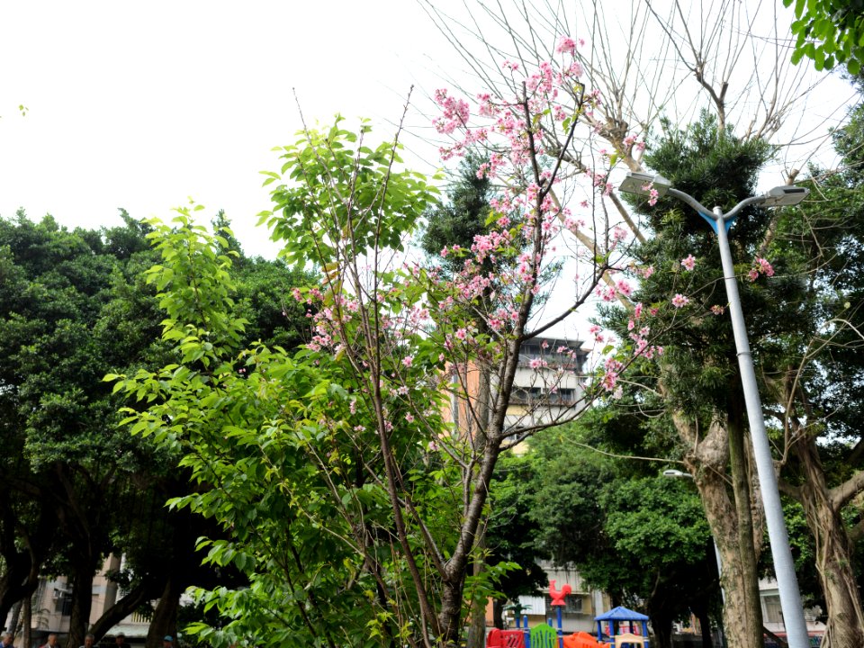 Cherry Blossom in Baoqing Park 20160405b